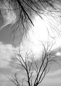 Low angle view of bare tree against sky