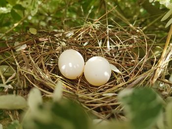 High angle view of eggs in nest on tree