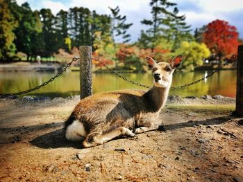 Portrait of a deer in a park