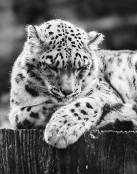 Close-up of snow leopard lying on wood at marwell wildlife zoo