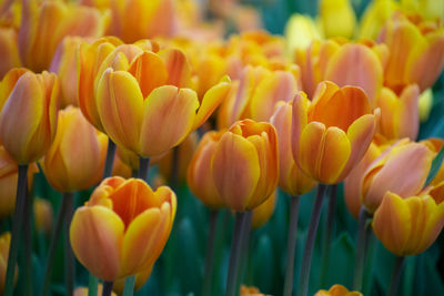 Close-up of yellow tulips on field