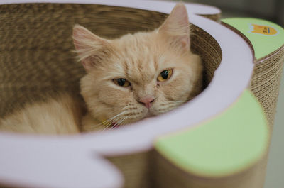 Close-up portrait of cat in basket