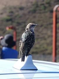 Close-up of bird perching