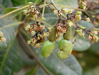 Close-up of berries growing on tree