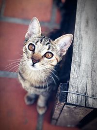 Close-up portrait of tabby cat