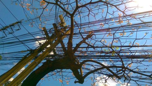 Low angle view of trees against blue sky