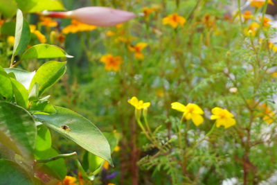 Close-up of yellow flowering plant