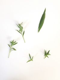 Close-up of leaves against white background