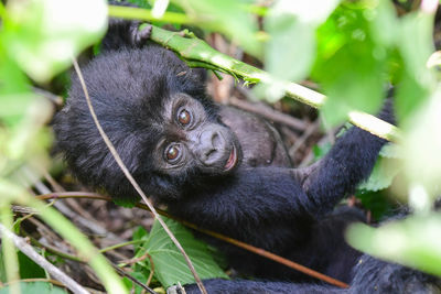 Close-up of gorilla baby