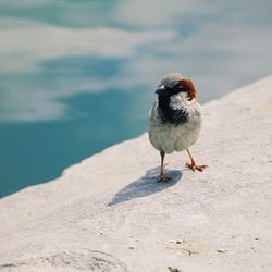 Bird perching on wall