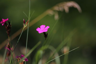 Close-up of pink flowering plant