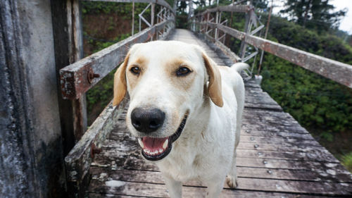 Close-up portrait of dog on footbridge