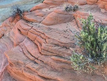 Close-up of plants on sand