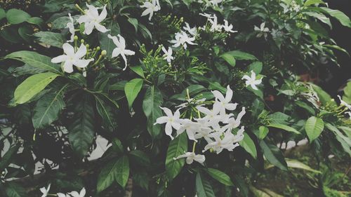 High angle view of white flowering plants