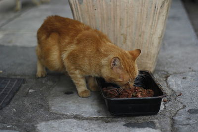High angle view of cat eating food