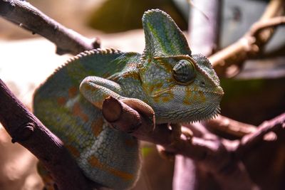 Close-up of chameleon on plant stem