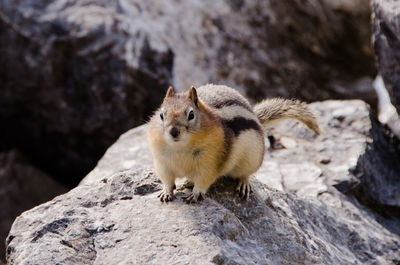 Close-up of gopher