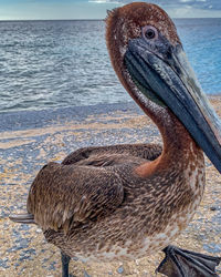 pelican