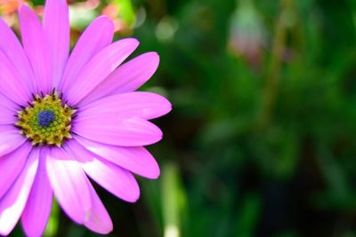 Close-up of pink flower