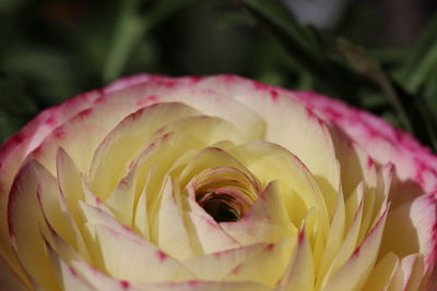 Close-up of pink rose