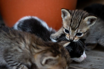 Close-up of a cat