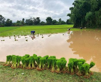 Scenic view of agricultural field against sky
