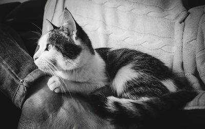 Cat sleeping on couch