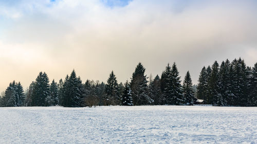Trees on snow covered field against sky