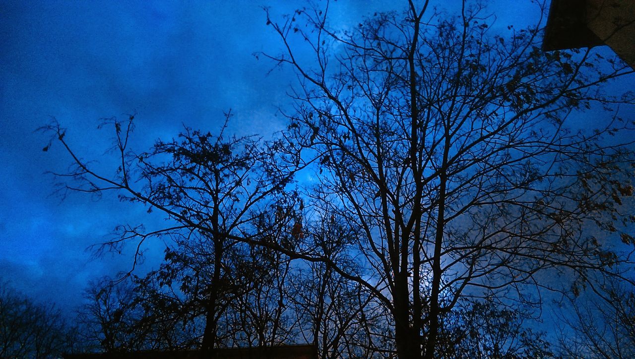 tree, sky, low angle view, nature, blue, bare tree, silhouette, branch, no people, tranquility, beauty in nature, outdoors, night, scenics, star - space, astronomy