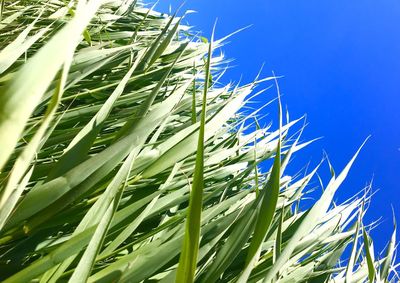 Close-up of stalks against blue sky