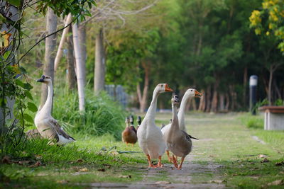 Birds walking on footpath