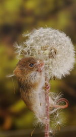 Close-up of rodent on dandelion plant
