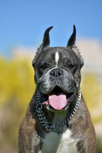 Close-up portrait of a dog