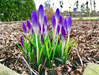 Close-up of purple crocus flowers growing in field