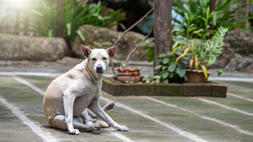 Portrait of a dog looking away