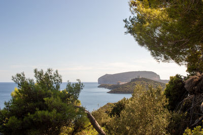 Scenic view of river amidst trees against clear sky