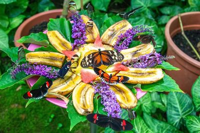 Close-up of multi colored flowering plant