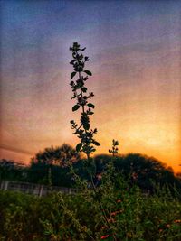 Silhouette plants growing on field against sky during sunset