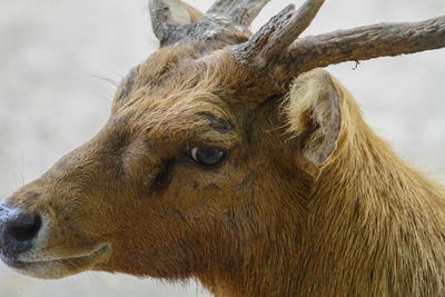 A healthy male deer while in the national park