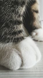 Close-up of cat