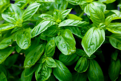 Full frame shot of green leaves