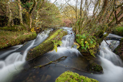 Scenic view of waterfall in forest