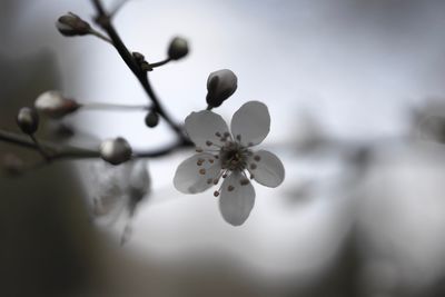 Close-up of cherry blossoms in spring