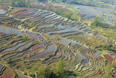 Aerial view of rice field