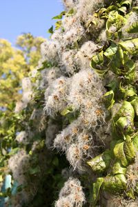 Close-up of plant