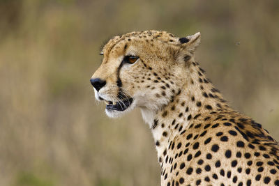 Close-up of cheetah