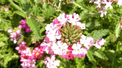 Close-up of pink flowers blooming outdoors