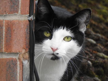 Close-up portrait of cat