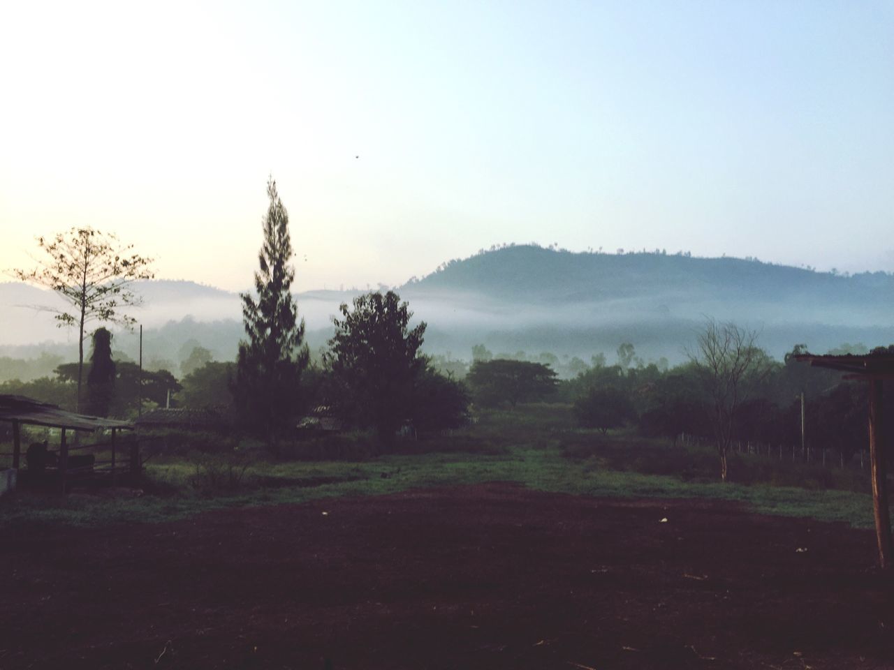 tranquil scene, tranquility, tree, landscape, mountain, clear sky, scenics, beauty in nature, copy space, nature, field, grass, non-urban scene, mountain range, sky, growth, idyllic, remote, hill