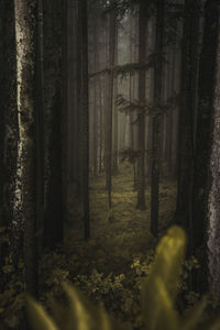 Trees in foggy forest